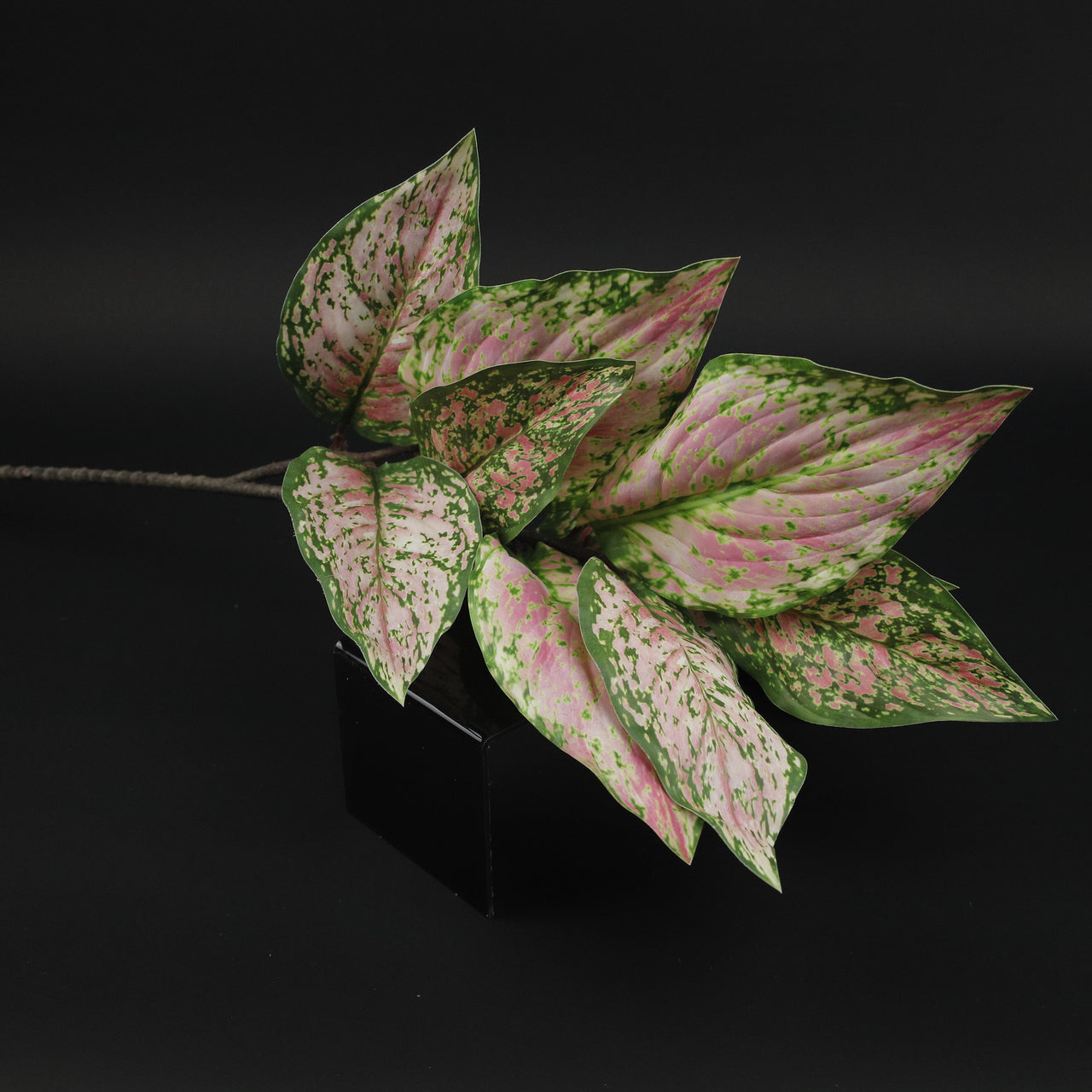 HCFL9596 - LS Chinese Evergreen