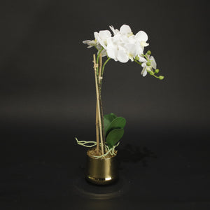 HCFL9854 - M White Orchid in Gold Pot