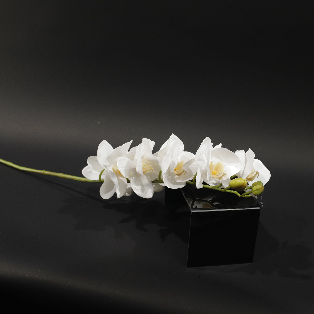 HFL10863 - LS White 9 Head Phalaenopsis