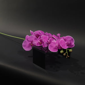 HFL10864 - LS Fuschia 9 Head Phalaenopsis