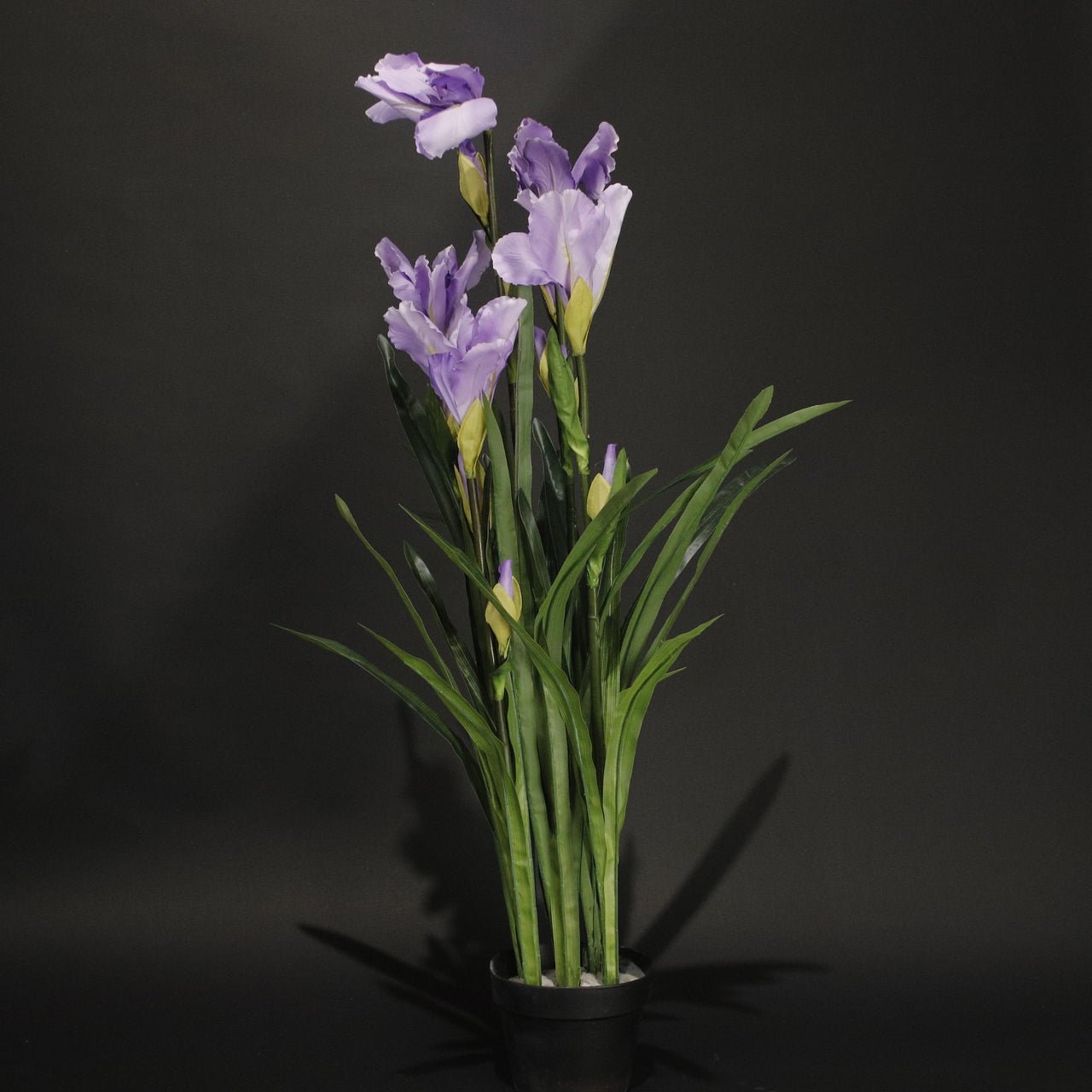 HFL10887 - Purple Iris Tree