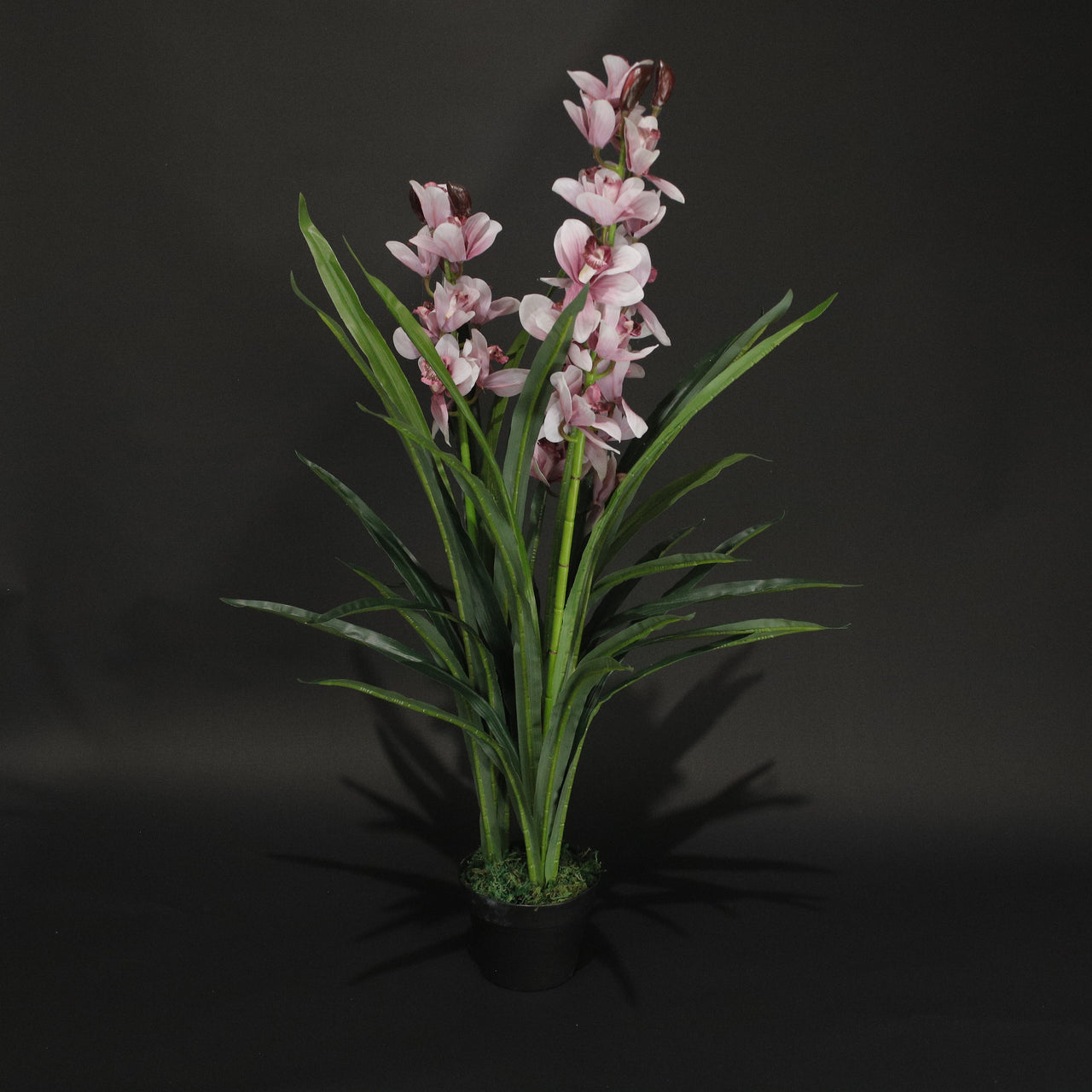 HFL10888 - Pink Orchid Tree