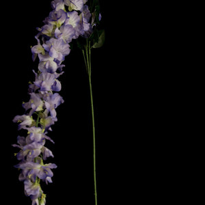 HCFL5309 - Purple Long Stem Wisteria