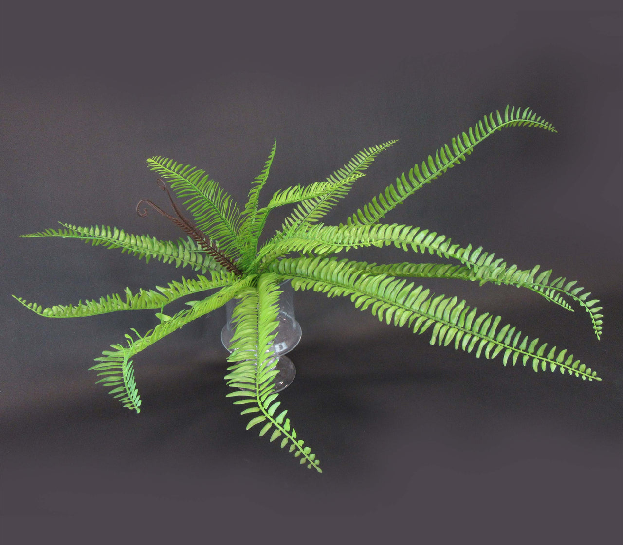 HCFL5770 - Green Fern