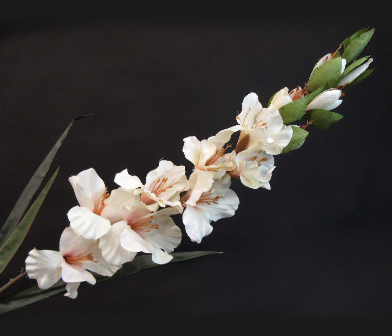 HCFL5844 - Long Stem Cream Gladiola