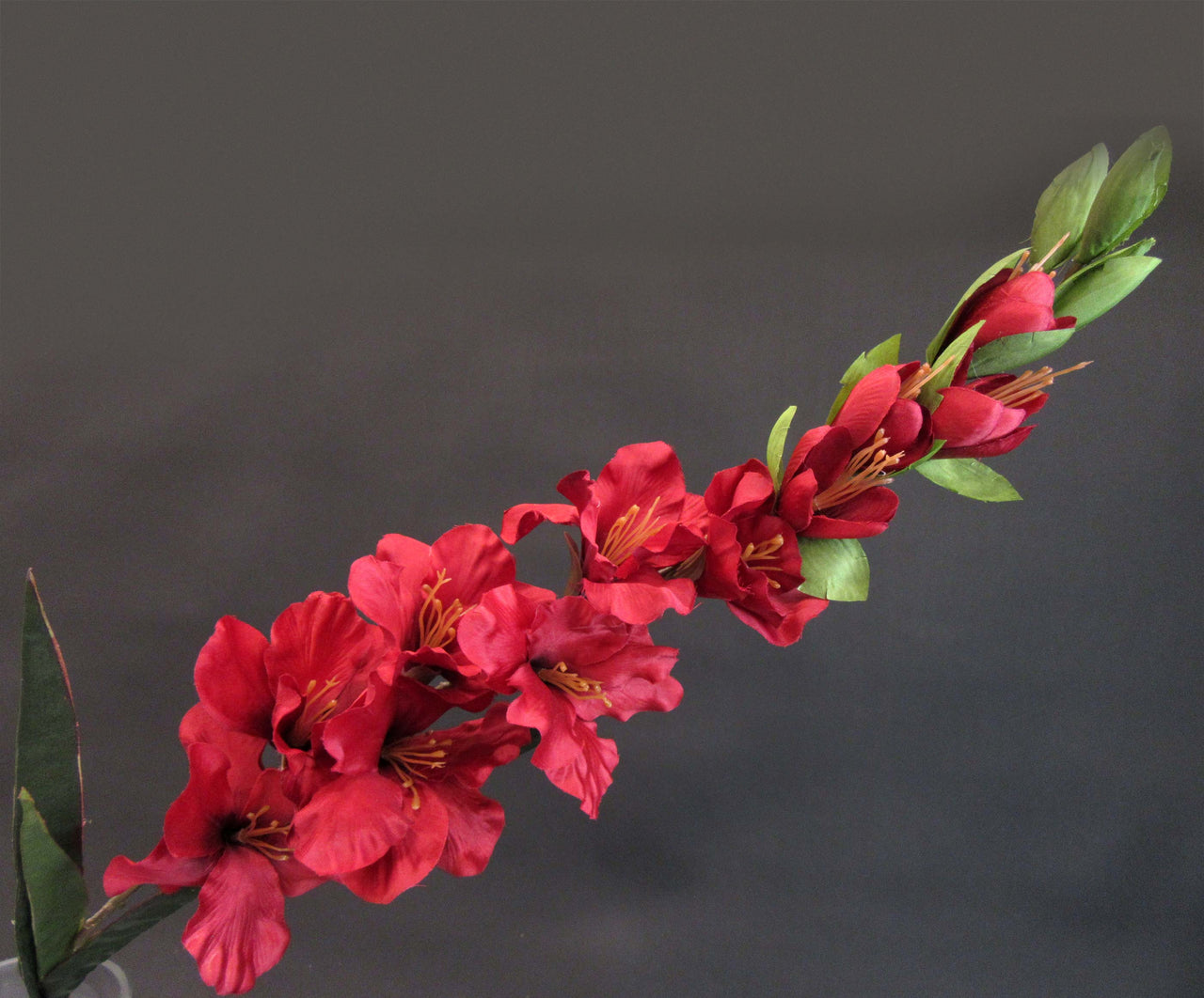 HCFL5845 - Long Stem Burgundy Gladiola