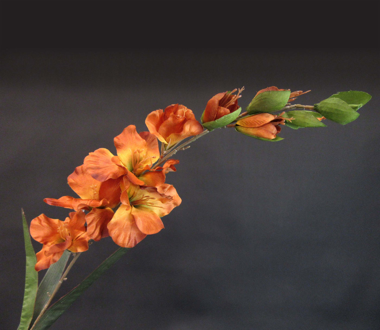 HCFL5846 - Long Stem Rust Gladiola