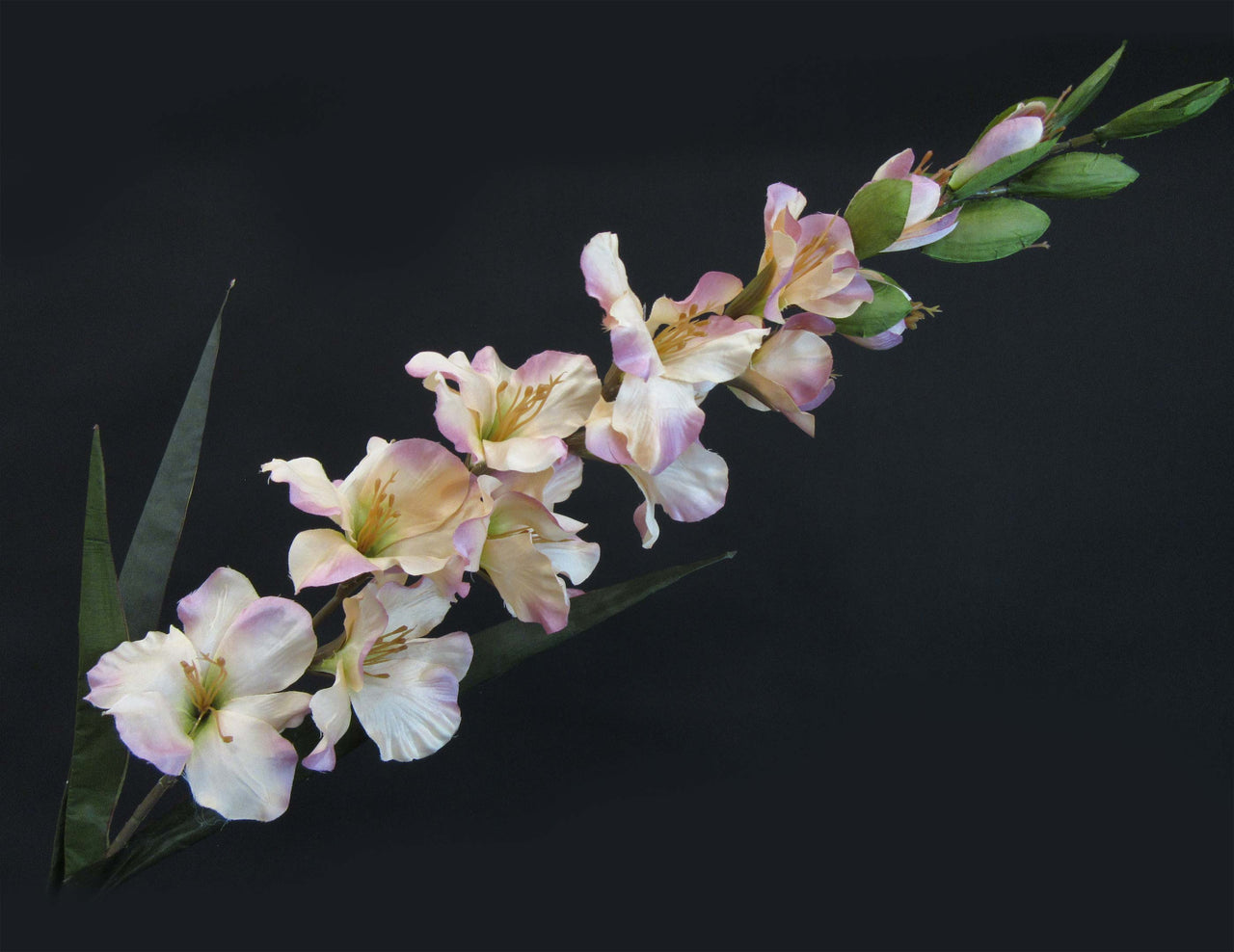 HCFL5848 - Long Stem Salmon Gladiola