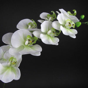 HCFL5864 - LS White/Green Double Orchid