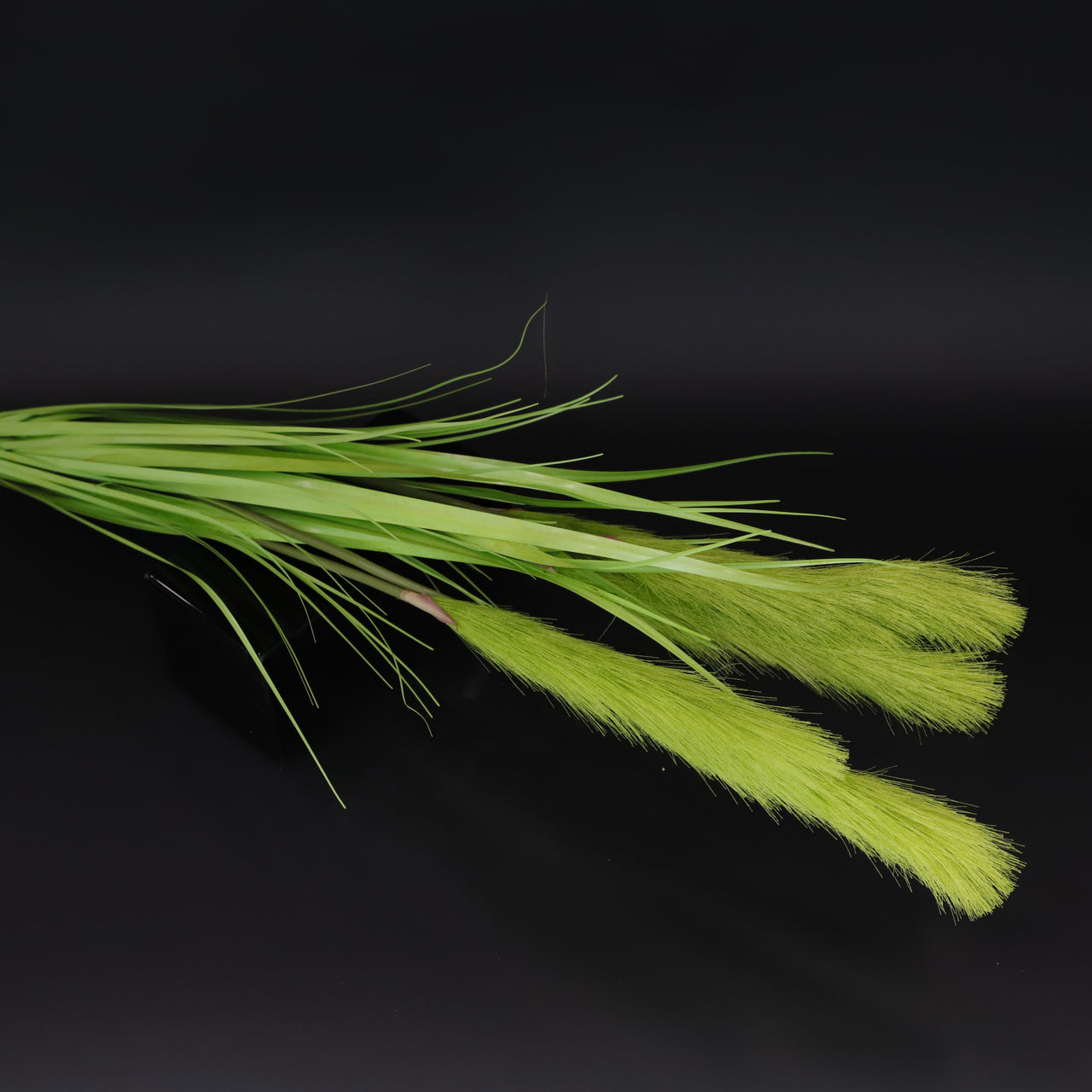 HCFL6050 - Lime Pampas Grass Short