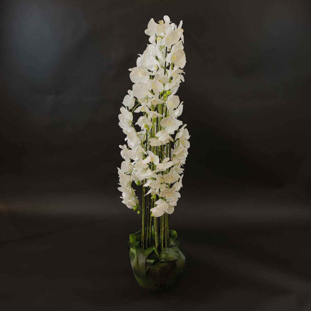 HCFL6059 - White Tall Orchid Tree