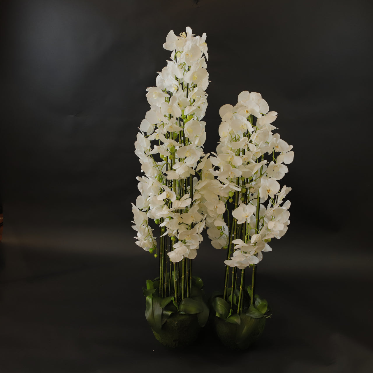 HCFL6060 - White Orchid Plant