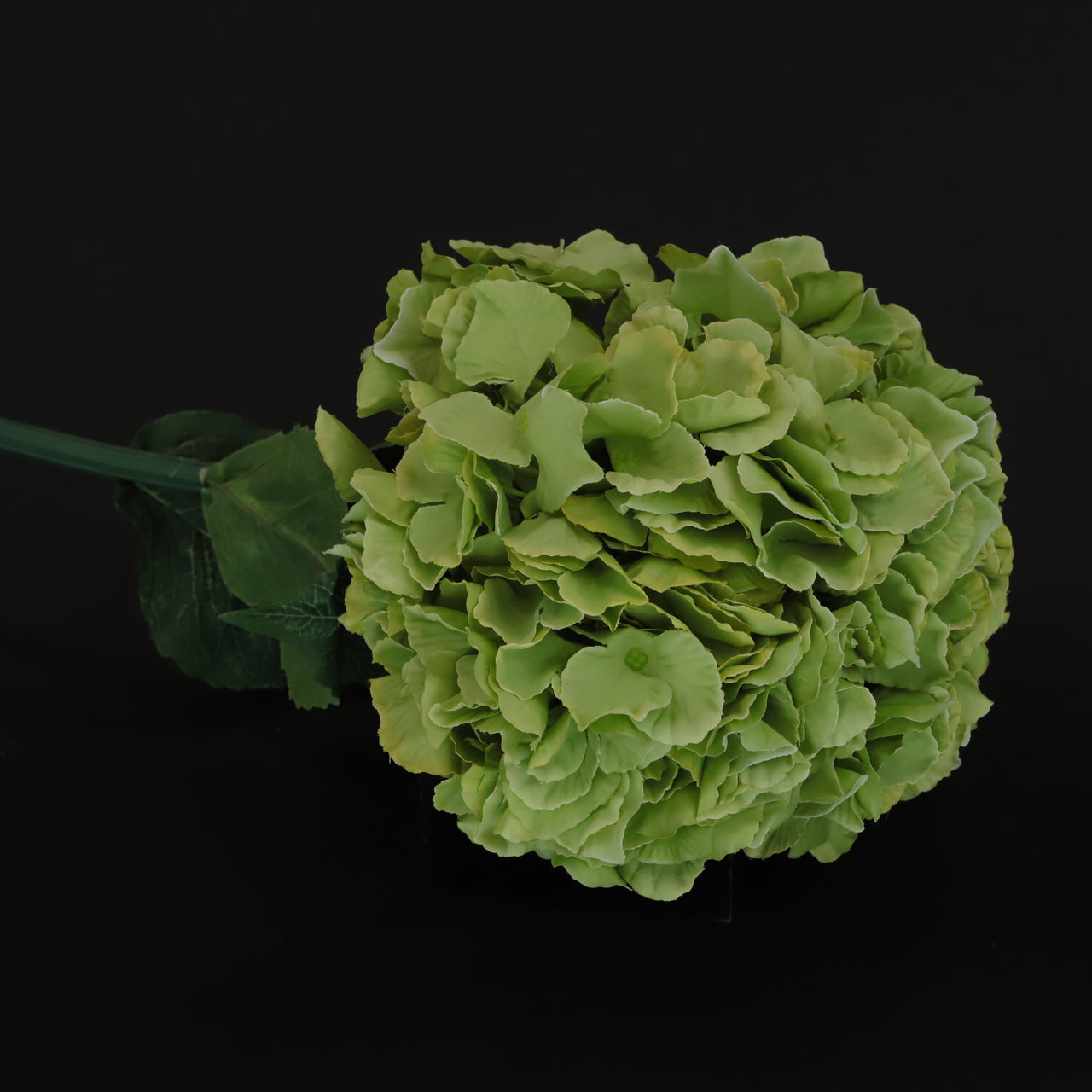 HCFL6344 - Celery Green Long Stem Hydrangea