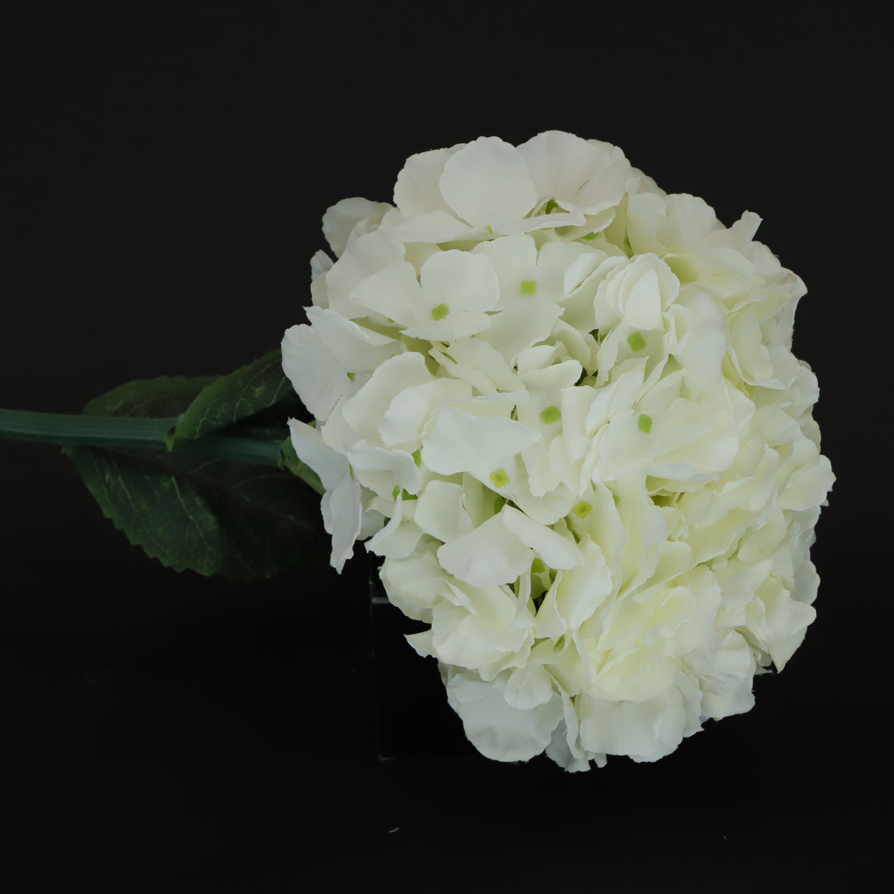 HCFL6345 - Cream Long Stem Hydrangea