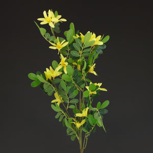 HCFL6351 - Yellow Long Stem Kingcup