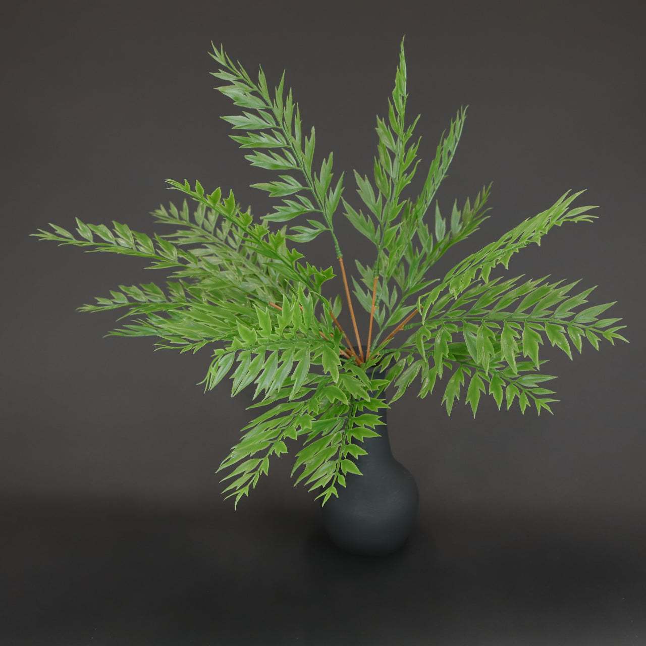 HCFL6361 - Rabbit Foot Fern