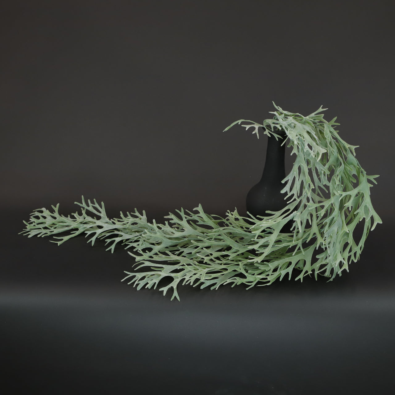 HCFL6645 - Trailing Asparagus Fern