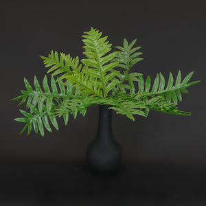 HCFL6648 - Kangaroo Paw Fern