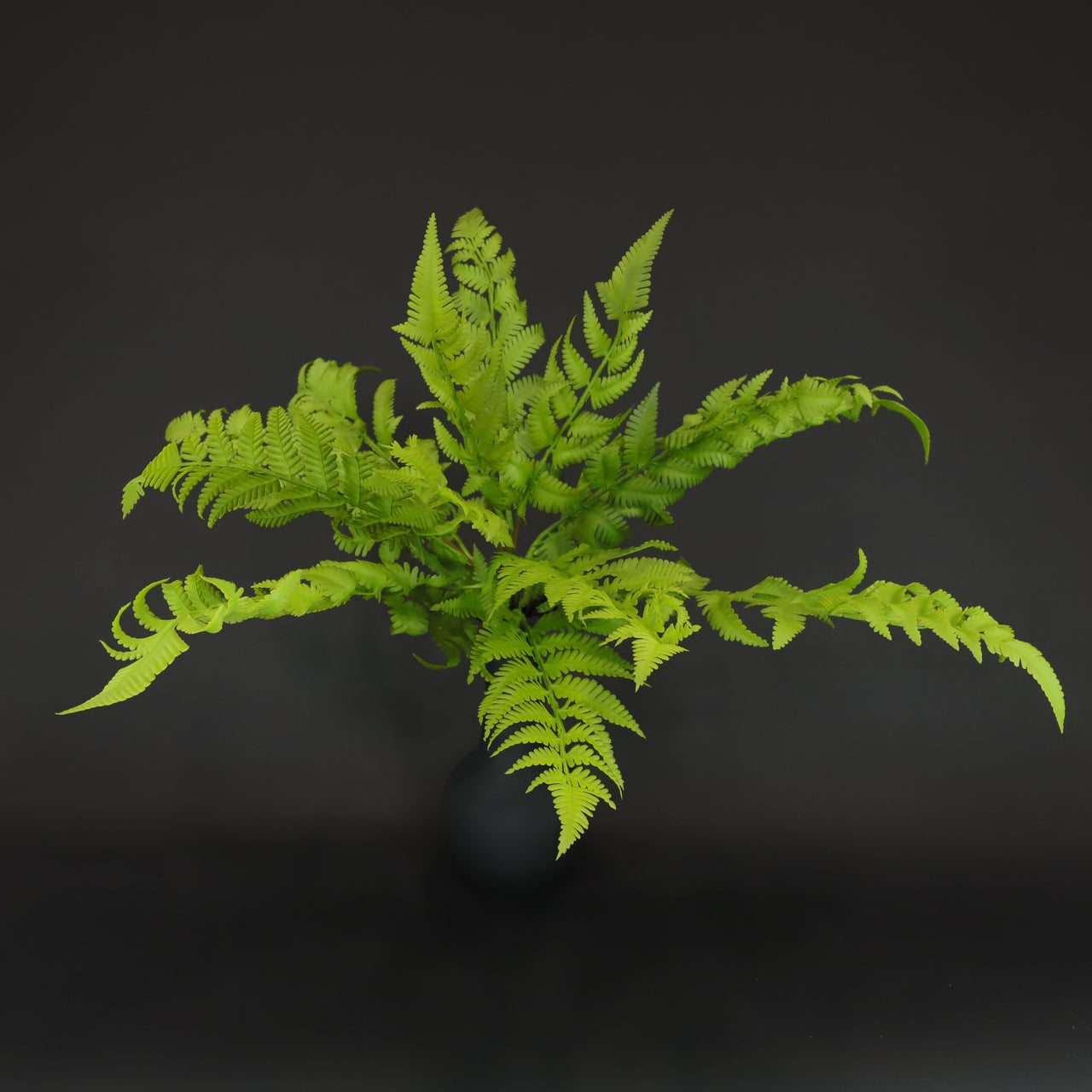 HCFL6649 - Leather Leaf Fern