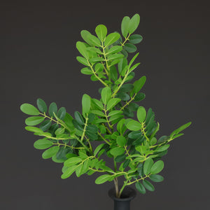 HCFL6651 - Long Stem Boxwood