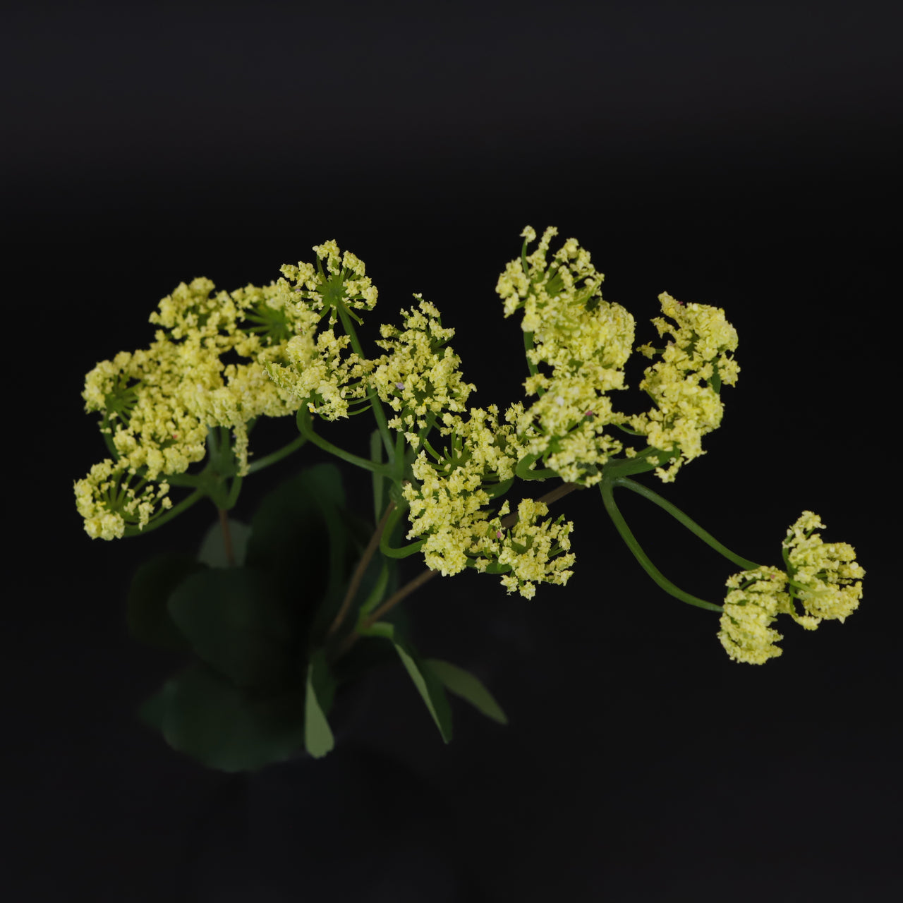 HCFL6660 - Yellow Aniseed Bouquet