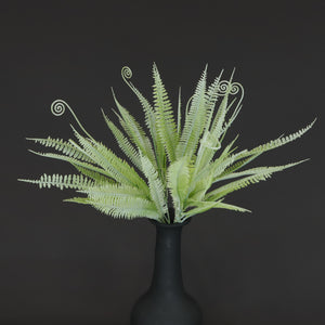 HCFL6664 - Blonde Lady Fern