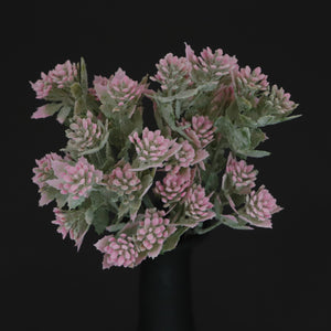 HCFL6666 - Pink Kalanchoe Bouquet