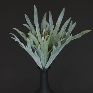 HCFL6678 - White Staghorn Fern