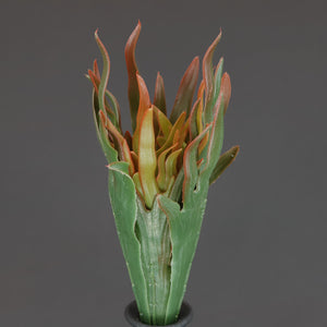 HCFL6679 - Green Staghorn Fern