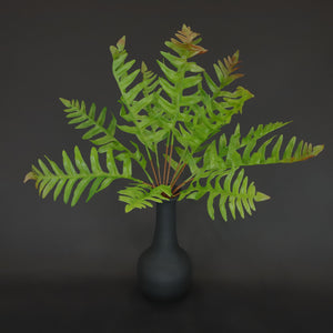 HCFL6683 - Green Western Sword Fern