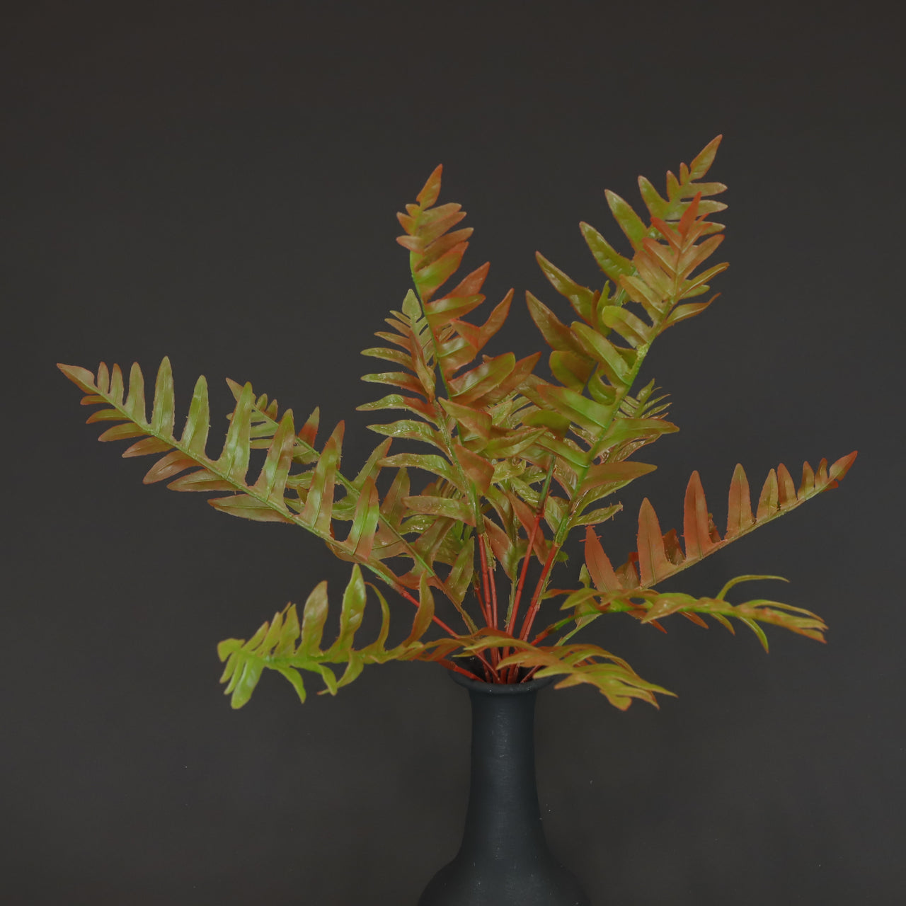 HCFL6685 - Red Western Sword Fern