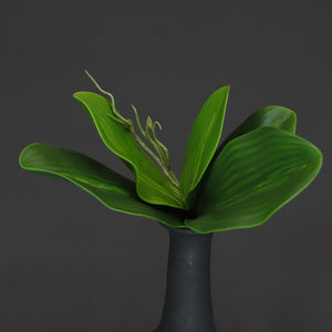 HCFL6687 - Large Orchid Leaves