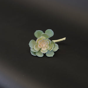 HCFL7249 - Lola Succulent