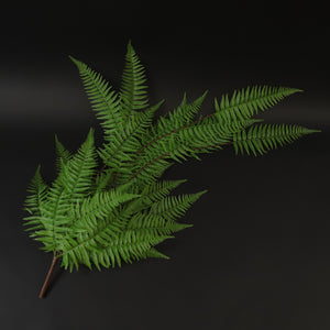 HCFL7257 - Trailing Palm Fern