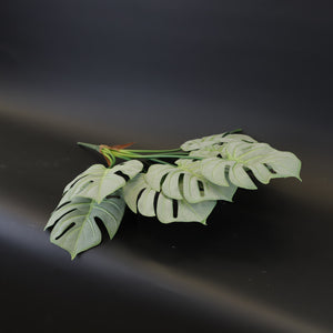 HCFL7620 - Split Leaf Philodendron