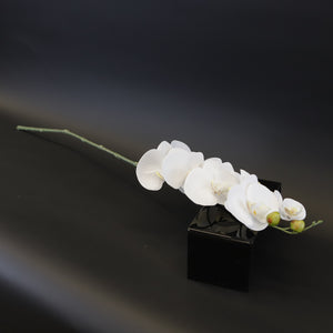 HCFL7621 - LS White Orchid