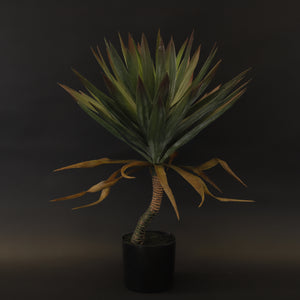 HCFL8005 - Agave Tequilana Tree