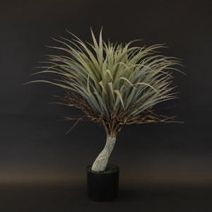 HCFL8006 - Dracaena Tree