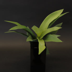 HCFL8007 - Agave Attenuata Bq