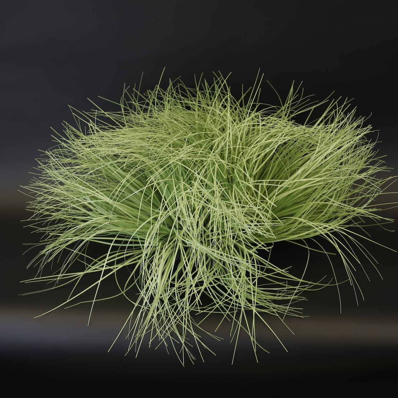 HCFL8009 - Green Ornamental Grass