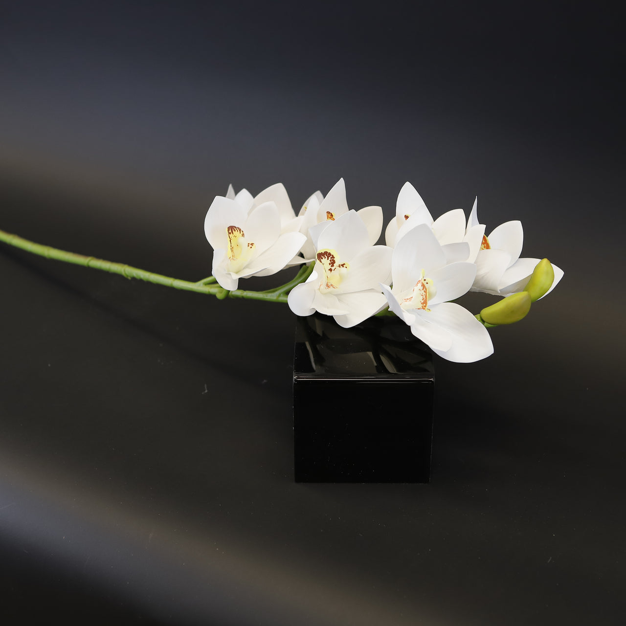 HCFL8031 - White LS Phalaenopsis